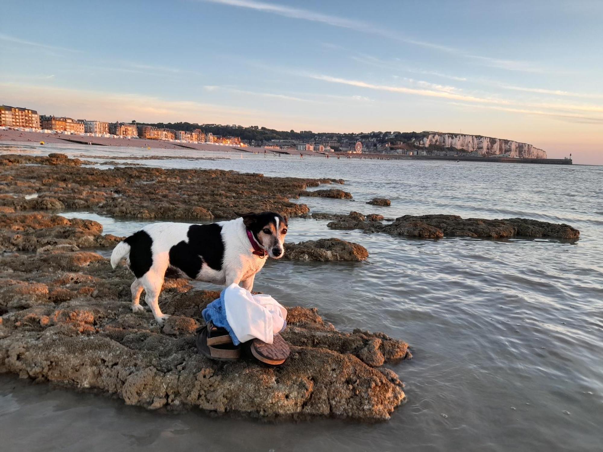 "Le Juguili" 46M2 En Front De Mer - 4 Personnes - Animaux Ok - Entierement Renove - Haut De Gamme - Wifi Mers-les-Bains Zewnętrze zdjęcie